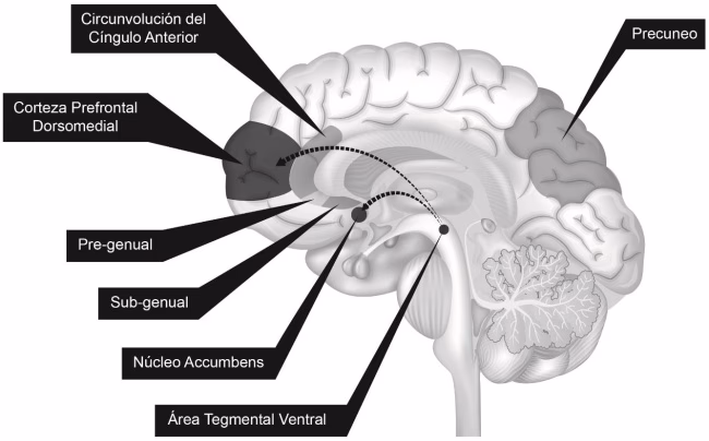 ¿Cuál es el objetivo de la neurociencia social?
