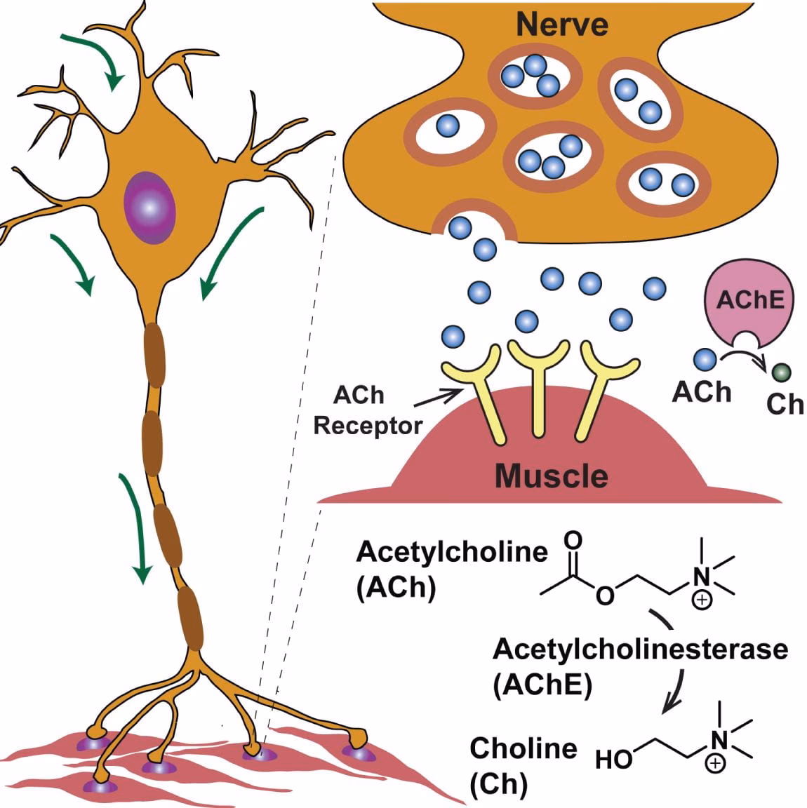 What is ACh in neurology?