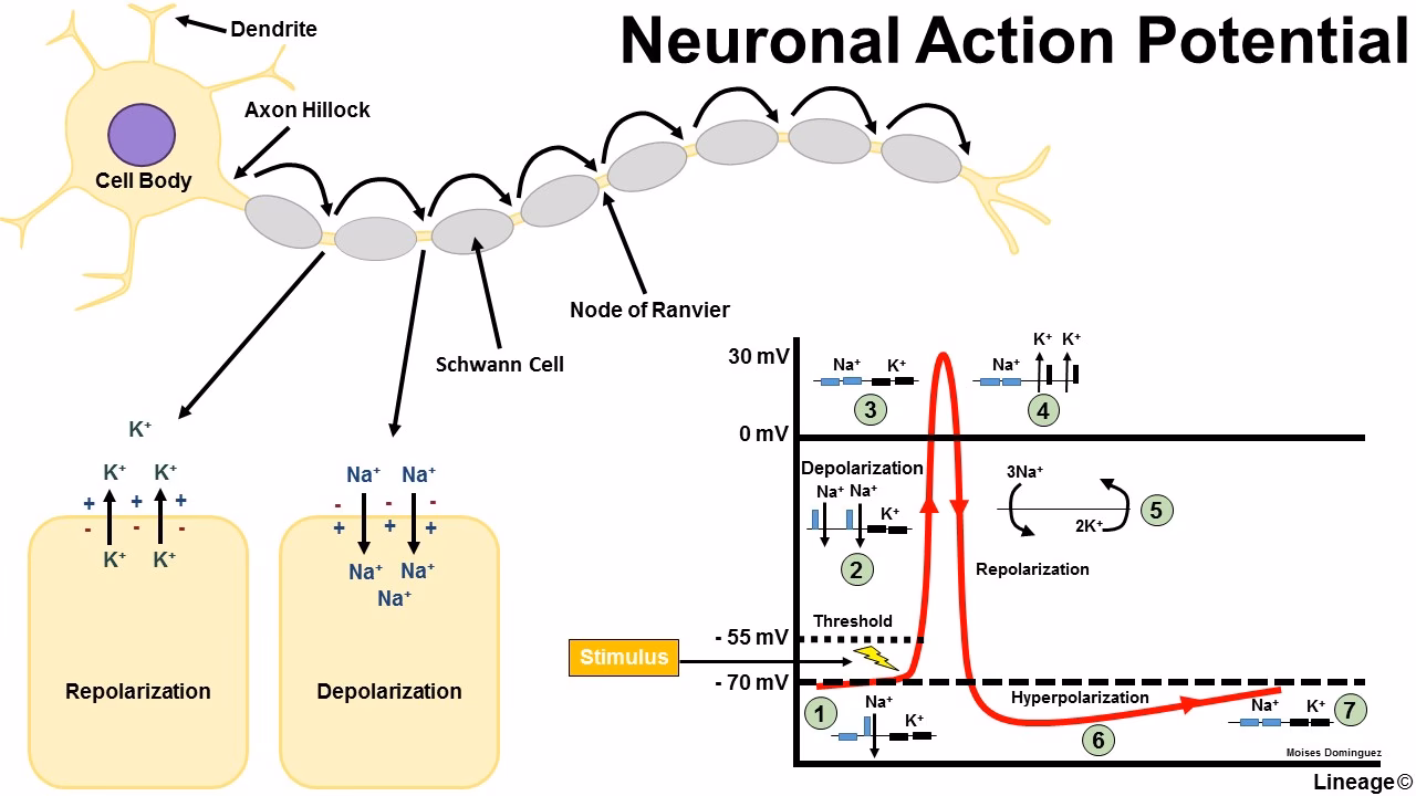What is the action potential and resting potential of the brain?