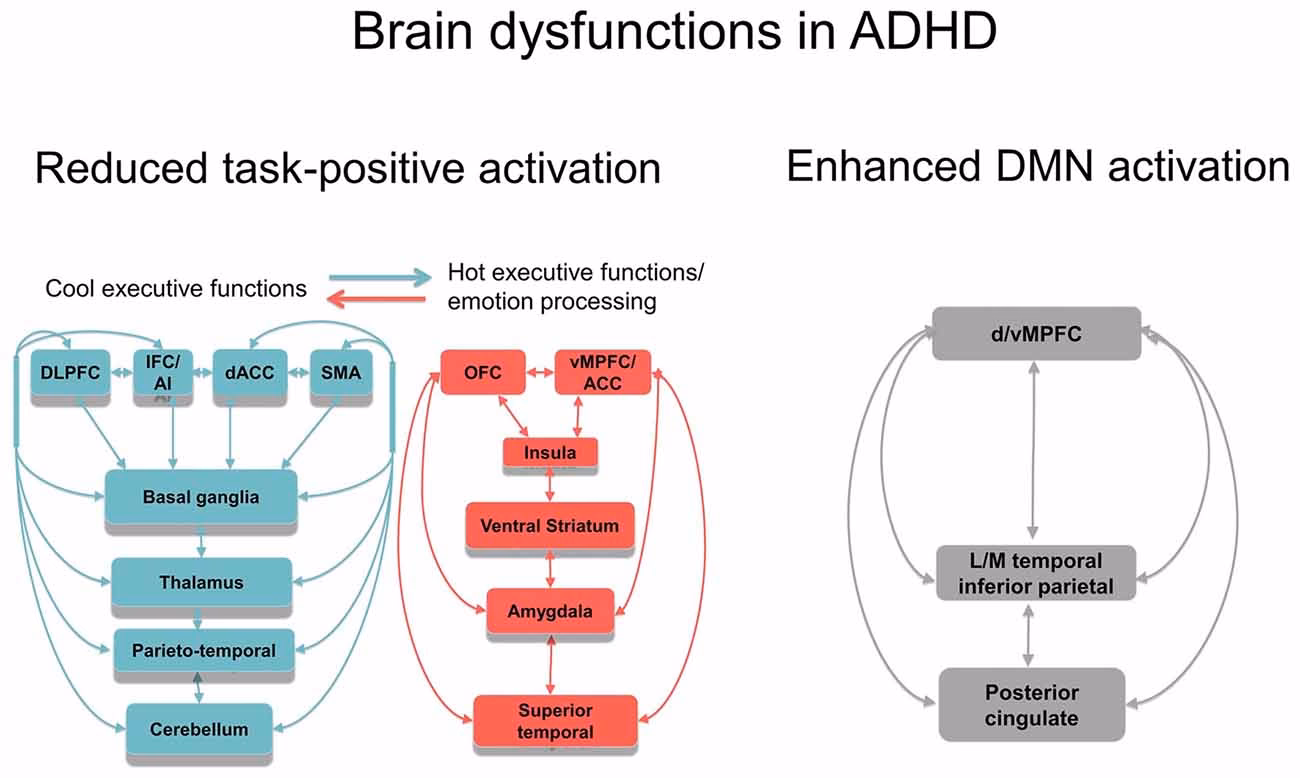 Do people with ADHD have vivid imaginations?