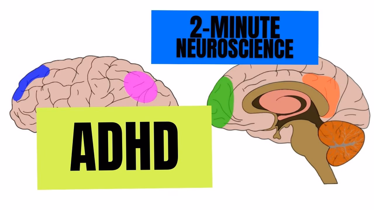What is the biological perspective of ADHD?