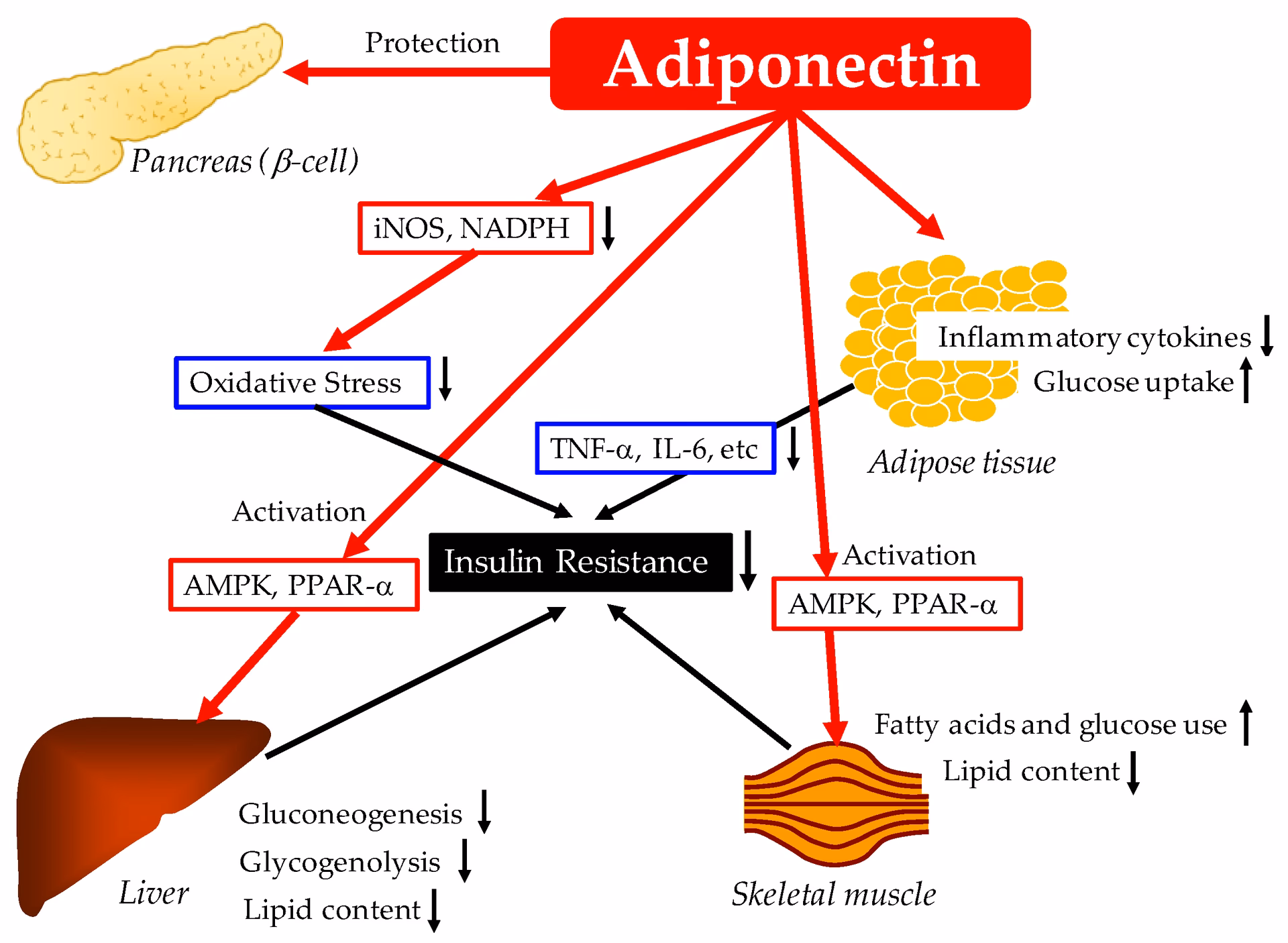 What is adiponectin pathophysiology?