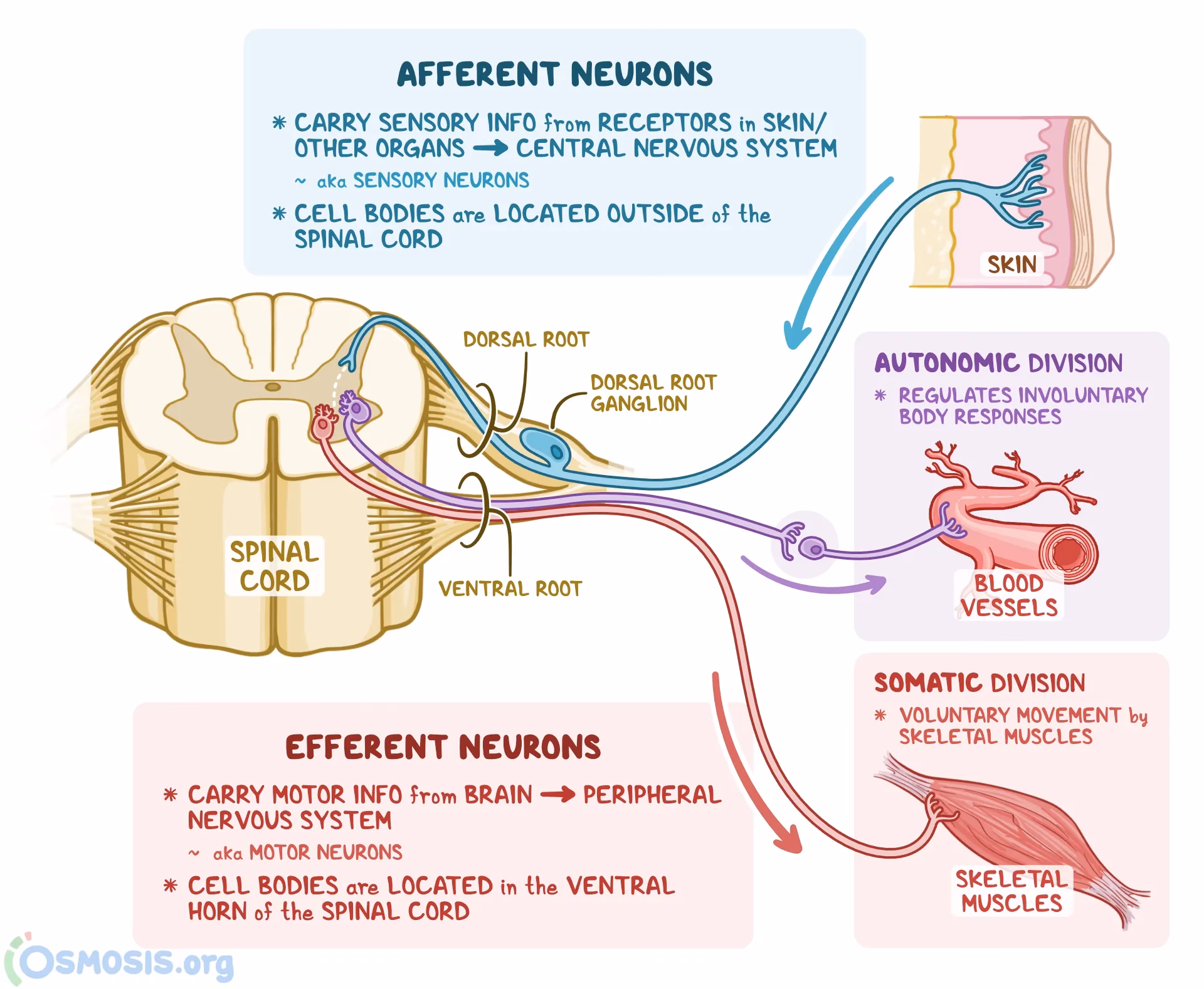 What is afferent vs efferent tract?