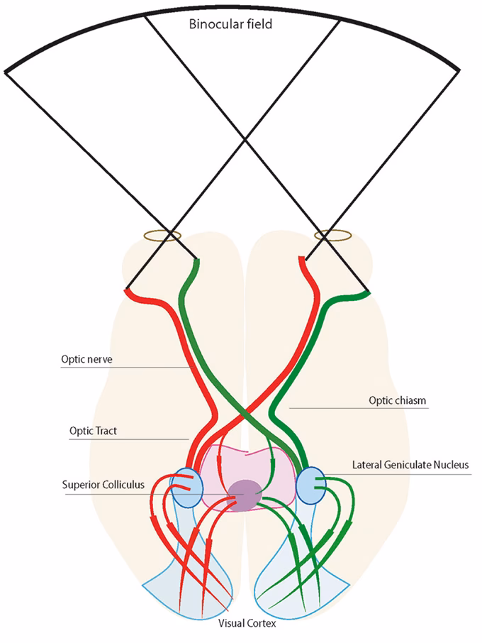 What brain area is AIP?