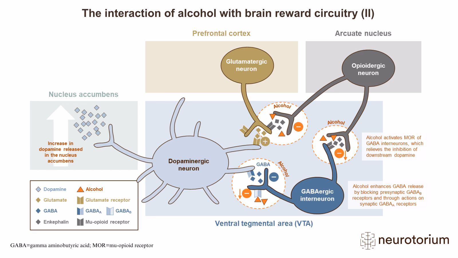 What 3 brain functions does alcohol affect?