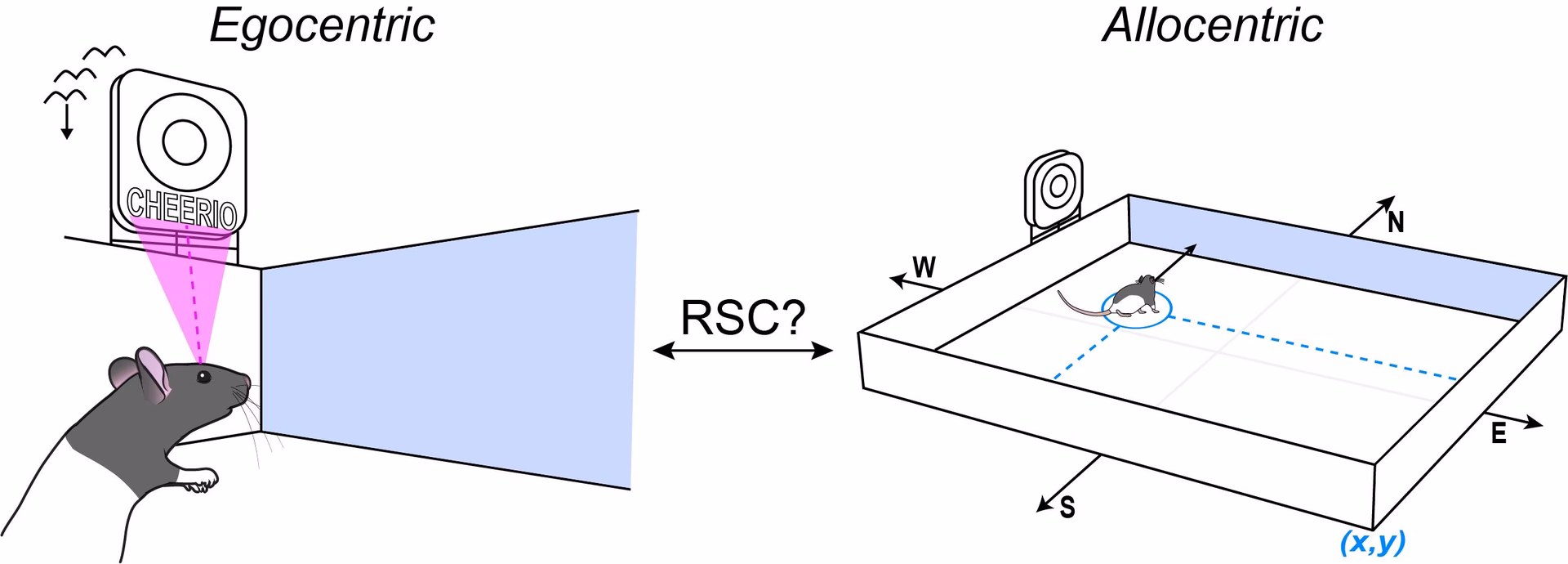 What is meant by egocentric and allocentric perspectives?