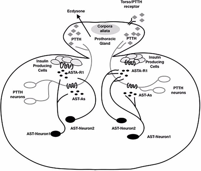 What are the different types of neuropeptide receptors?