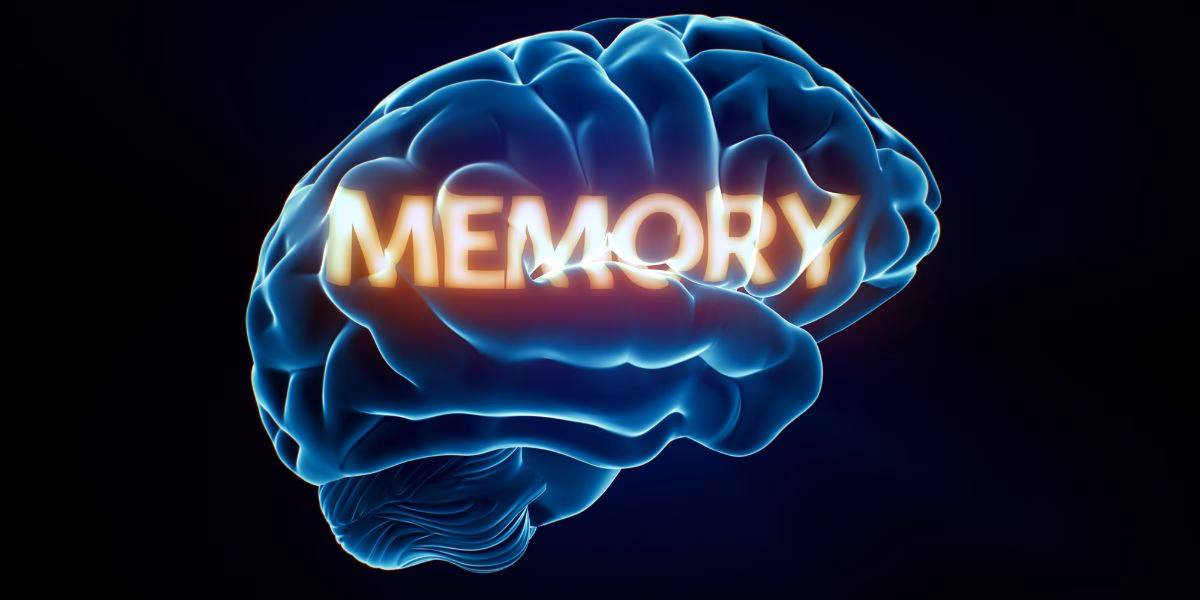 ¿Cómo afecta el uso del teléfono celular al cerebro?