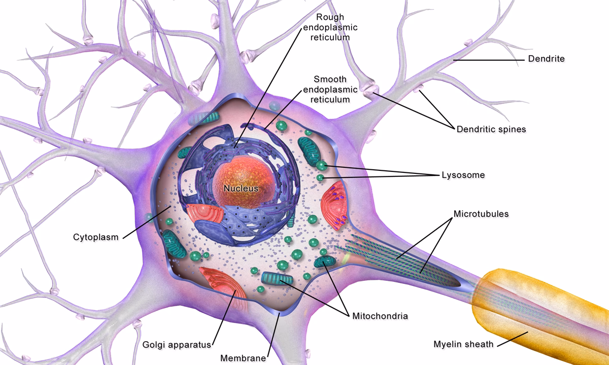 ¿Cuál es la parte del cerebro que se encarga de la memoria?