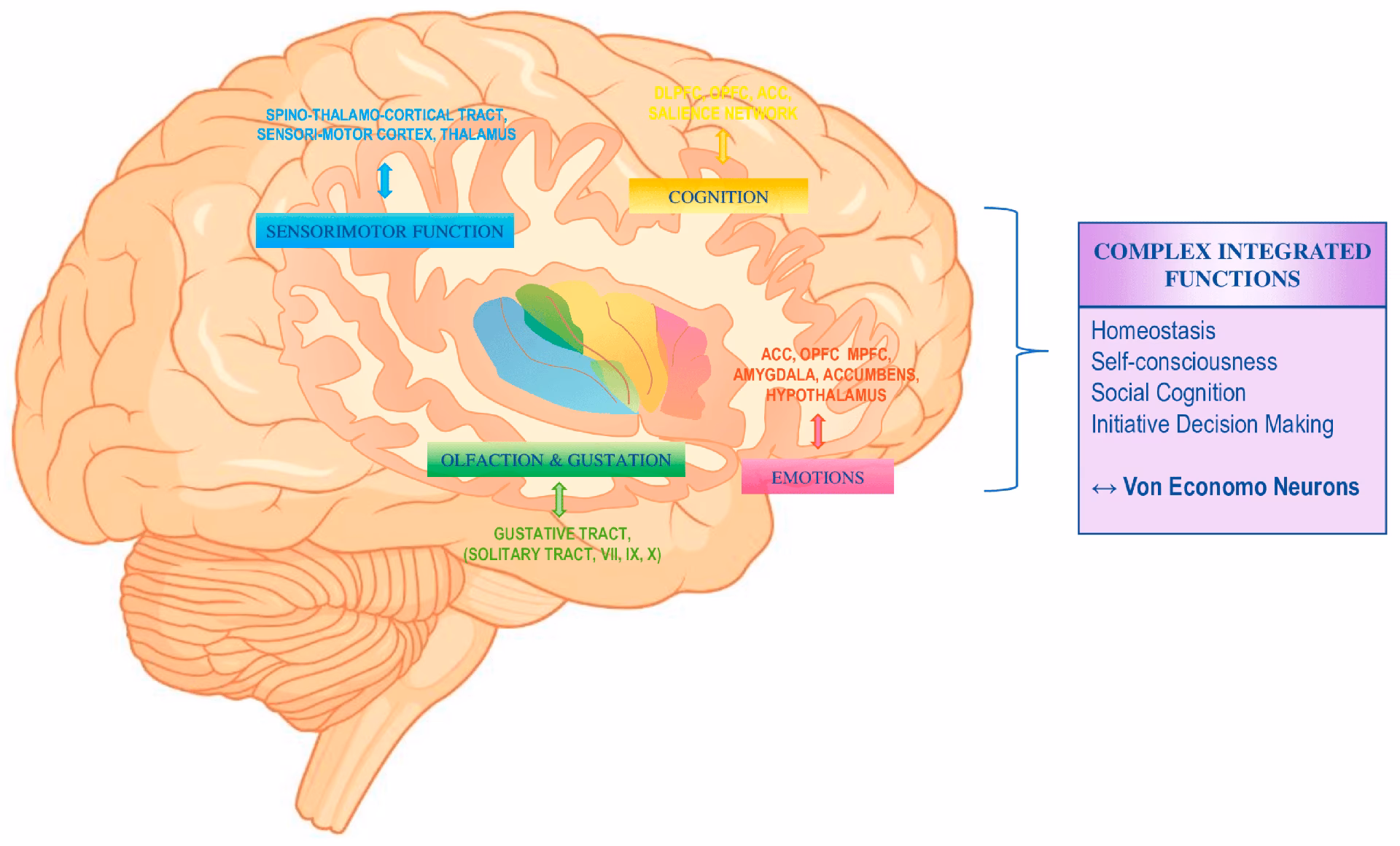 What is another name for the insula?