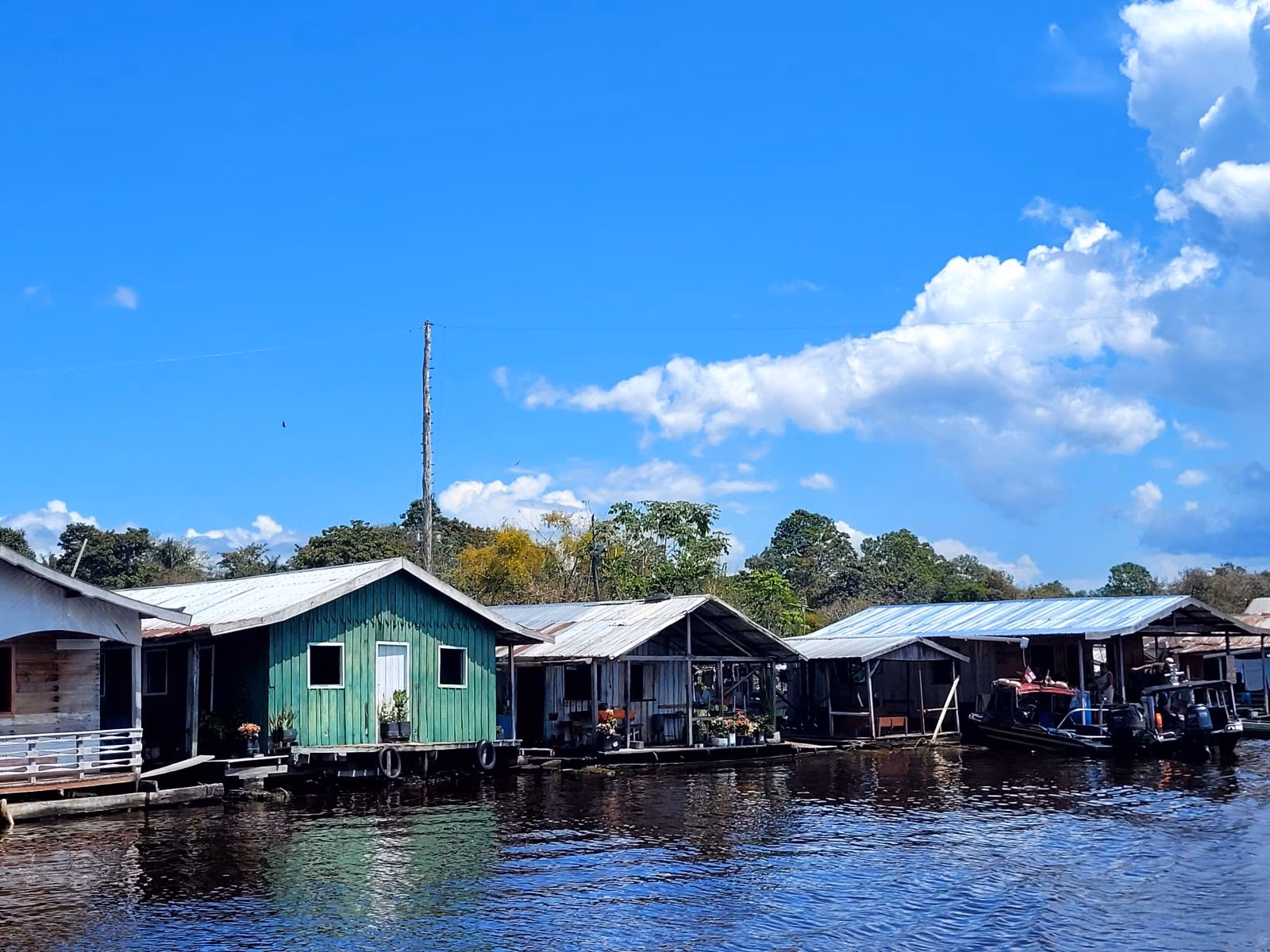 What is the psychedelic in the Amazon rainforest?
