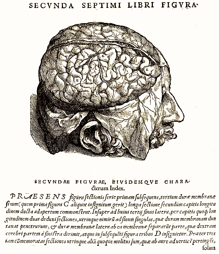 ¿Qué fue lo que descubrió Andrés Vesalio?