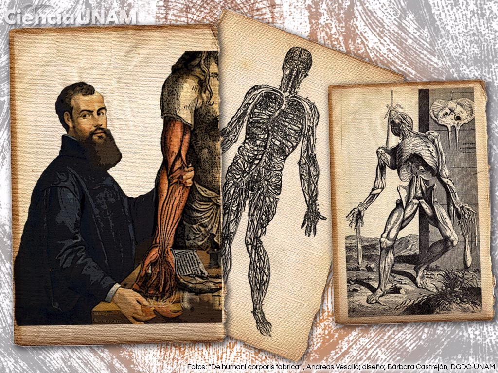 ¿Qué obra publicó Vesalius en 1543?