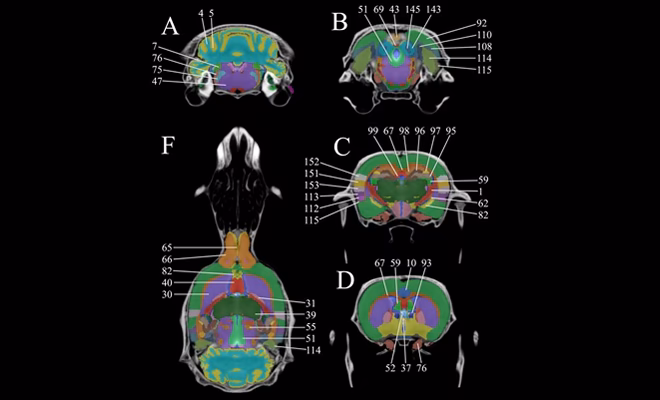 ¿Qué animal constituye el 90% de la investigación animal en psicología?