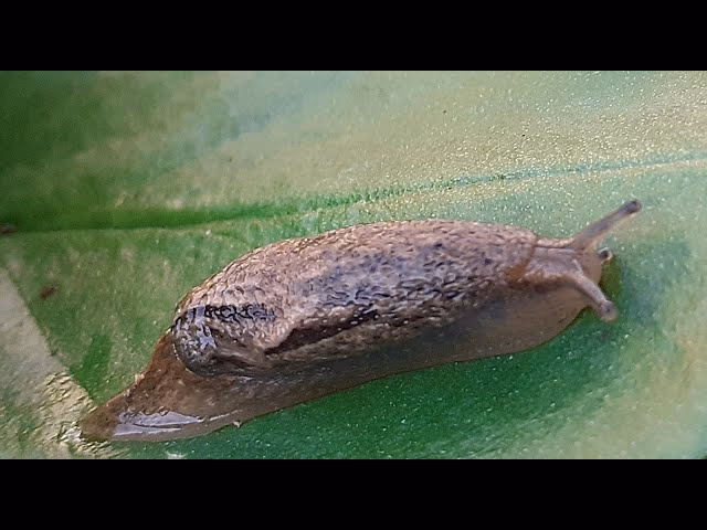 ¿Qué es el método de la babosa?