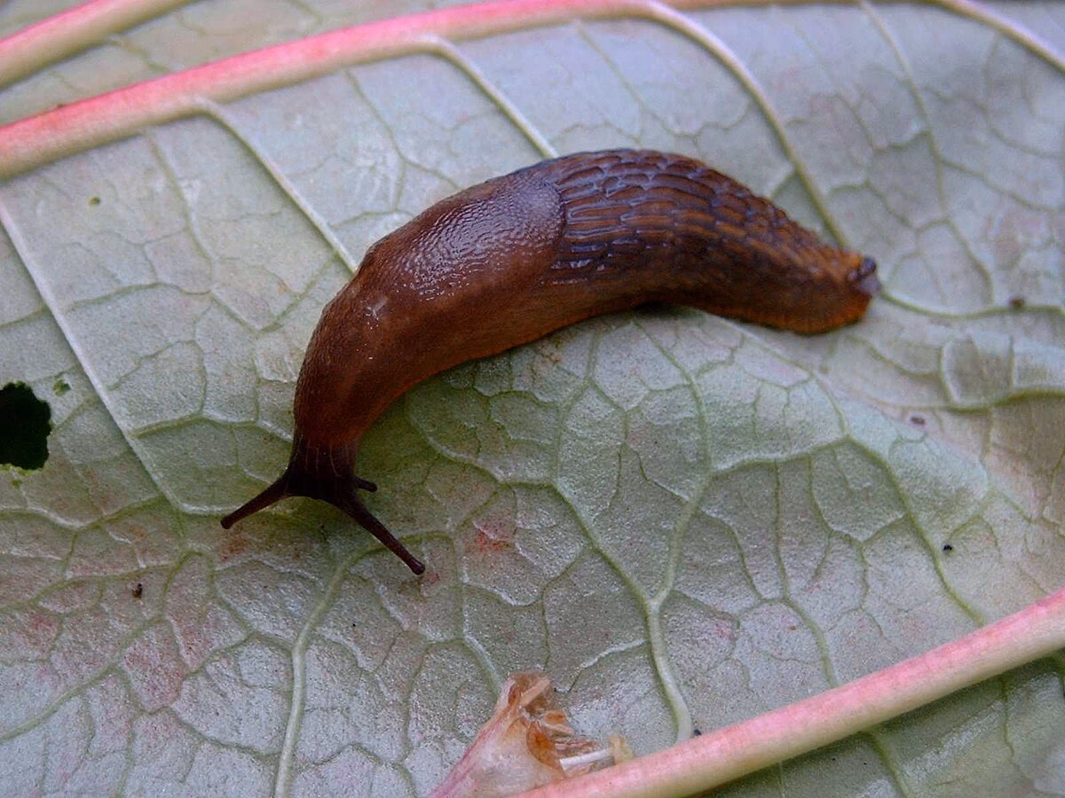 ¿Qué hace el animal babosa?