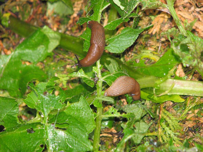 ¿Tiene cerebro una babosa?
