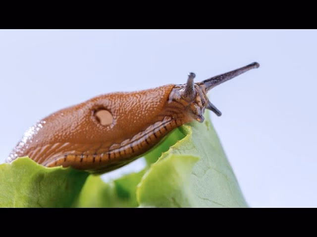 ¿Por qué son tan útiles las babosas para aprender sobre las neuronas?