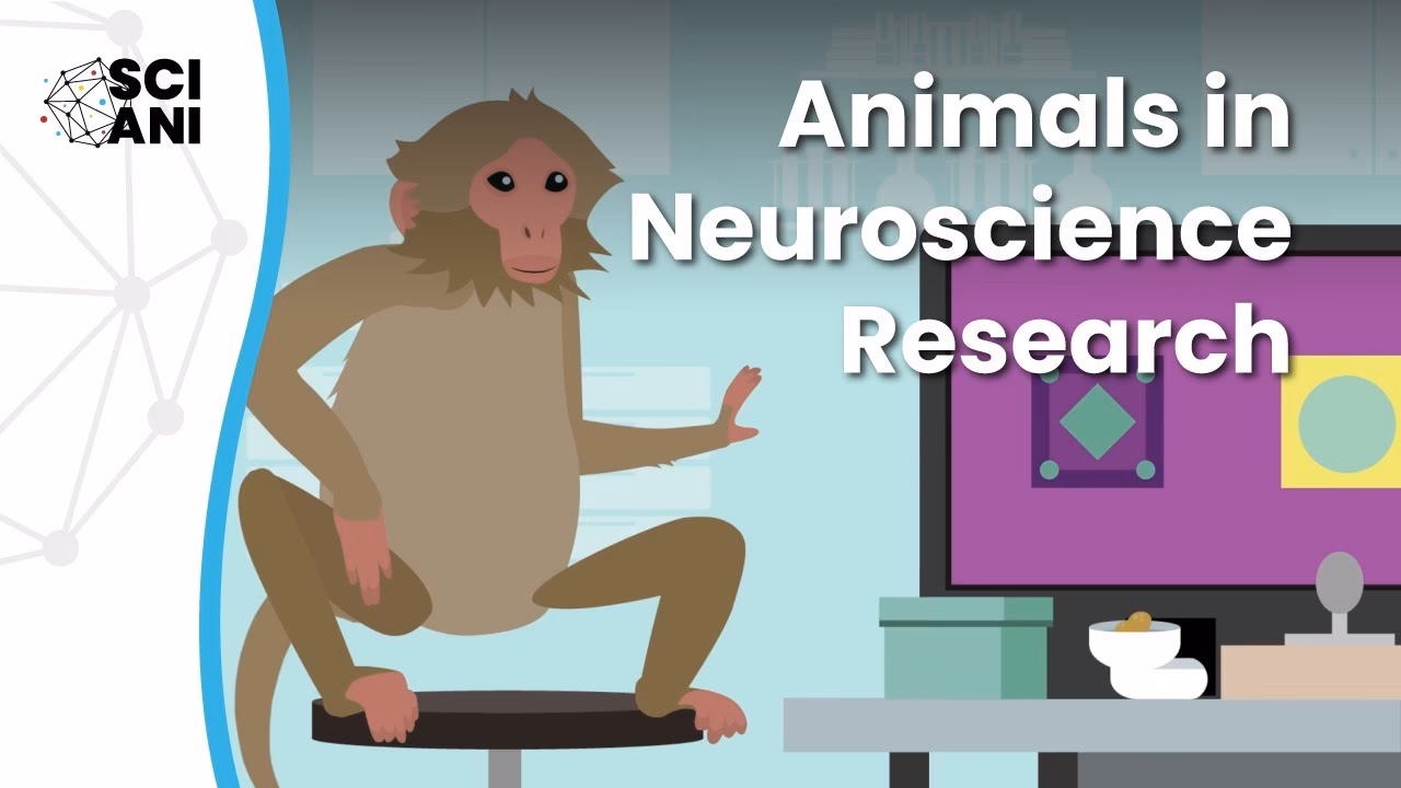 What are the animal models used in neuroscience?