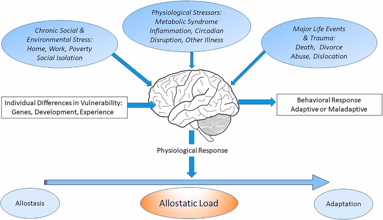 What parts of the brain direct the activities of the ANS?