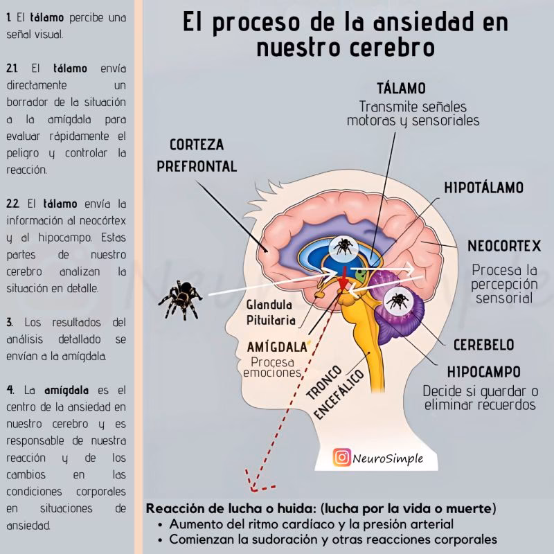 ¿Qué dice la neurociencia de la ansiedad?