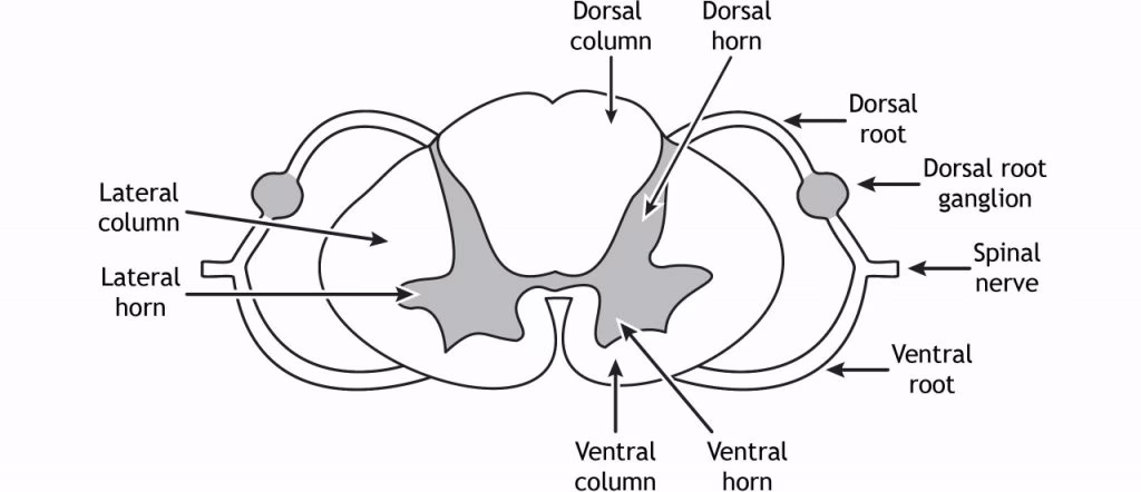 What is the anterior horn in neurology?