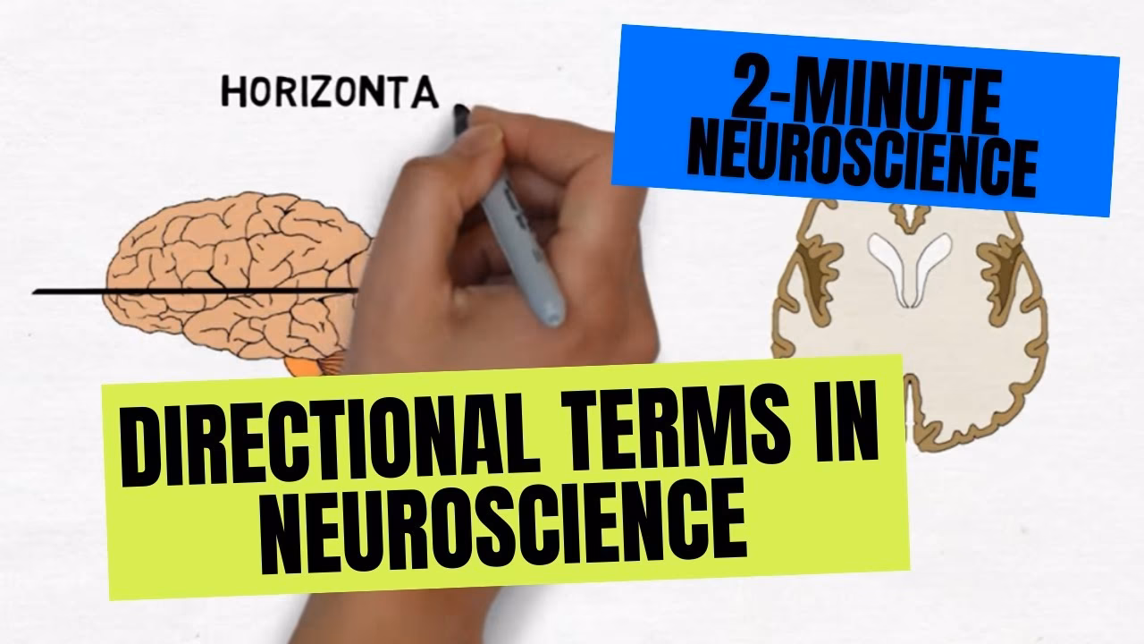What is posterior and anterior in brain?