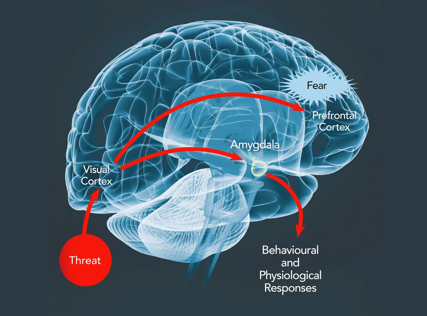 What are the four C's of anxiety?