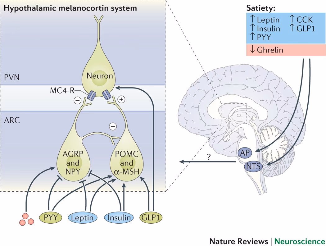 What is the feeding Centre of the hypothalamus?