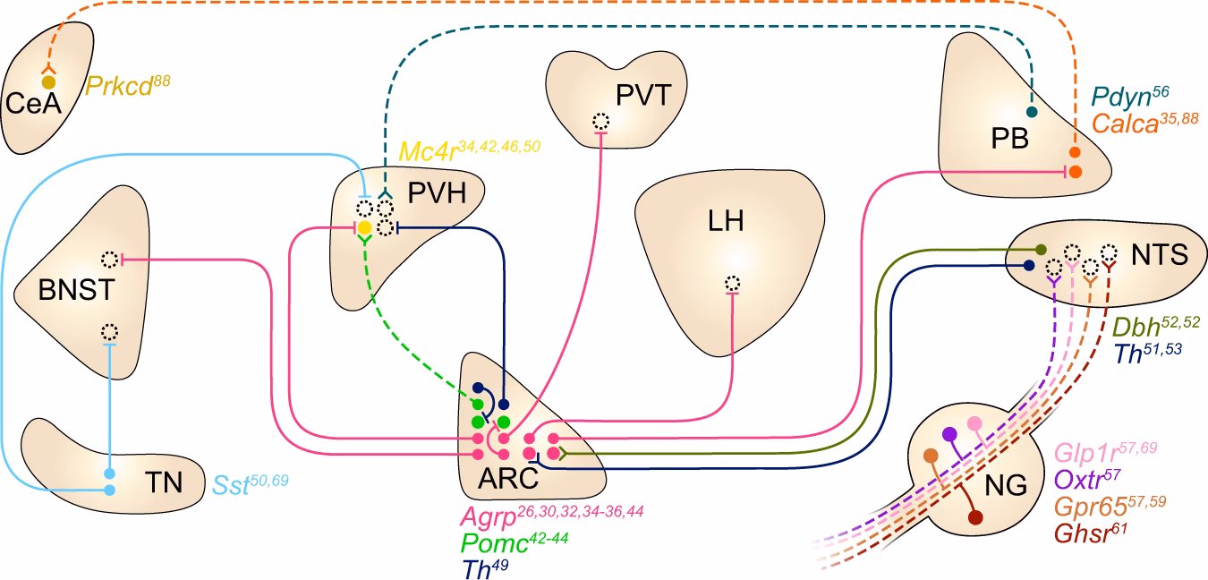 What are the neural circuits involved in feeding control?