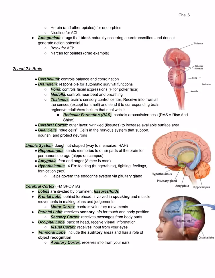 What are the big 5 in AP Psych?