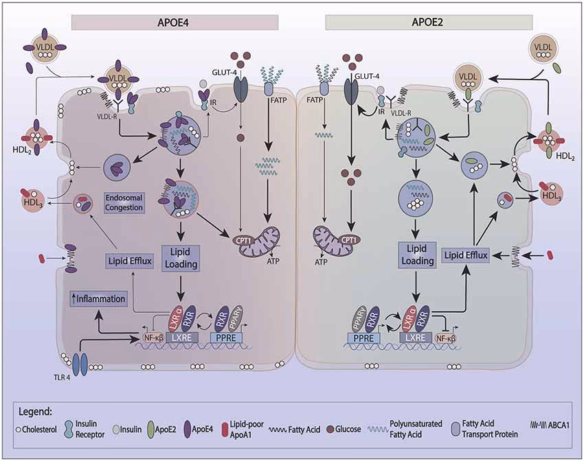 What percentage of people with APOE4 get dementia?