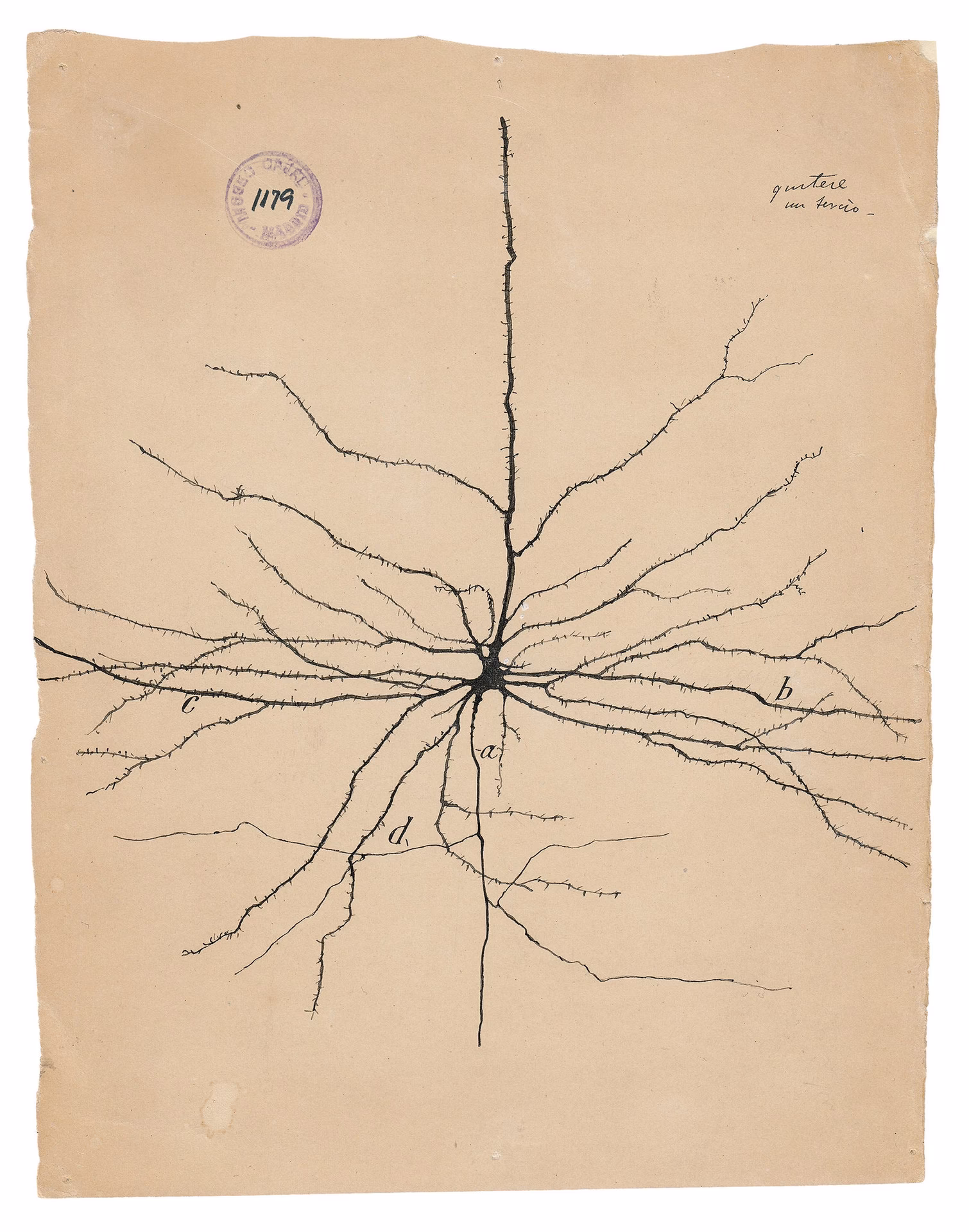 ¿Qué descubrió el doctor Ramón y Cajal?