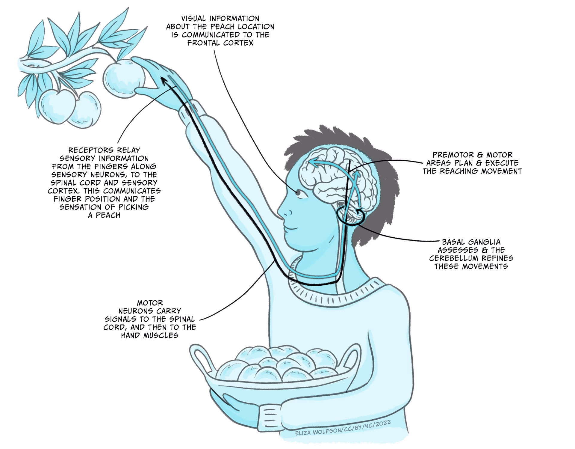 What is the phenomenon of apparent movement?