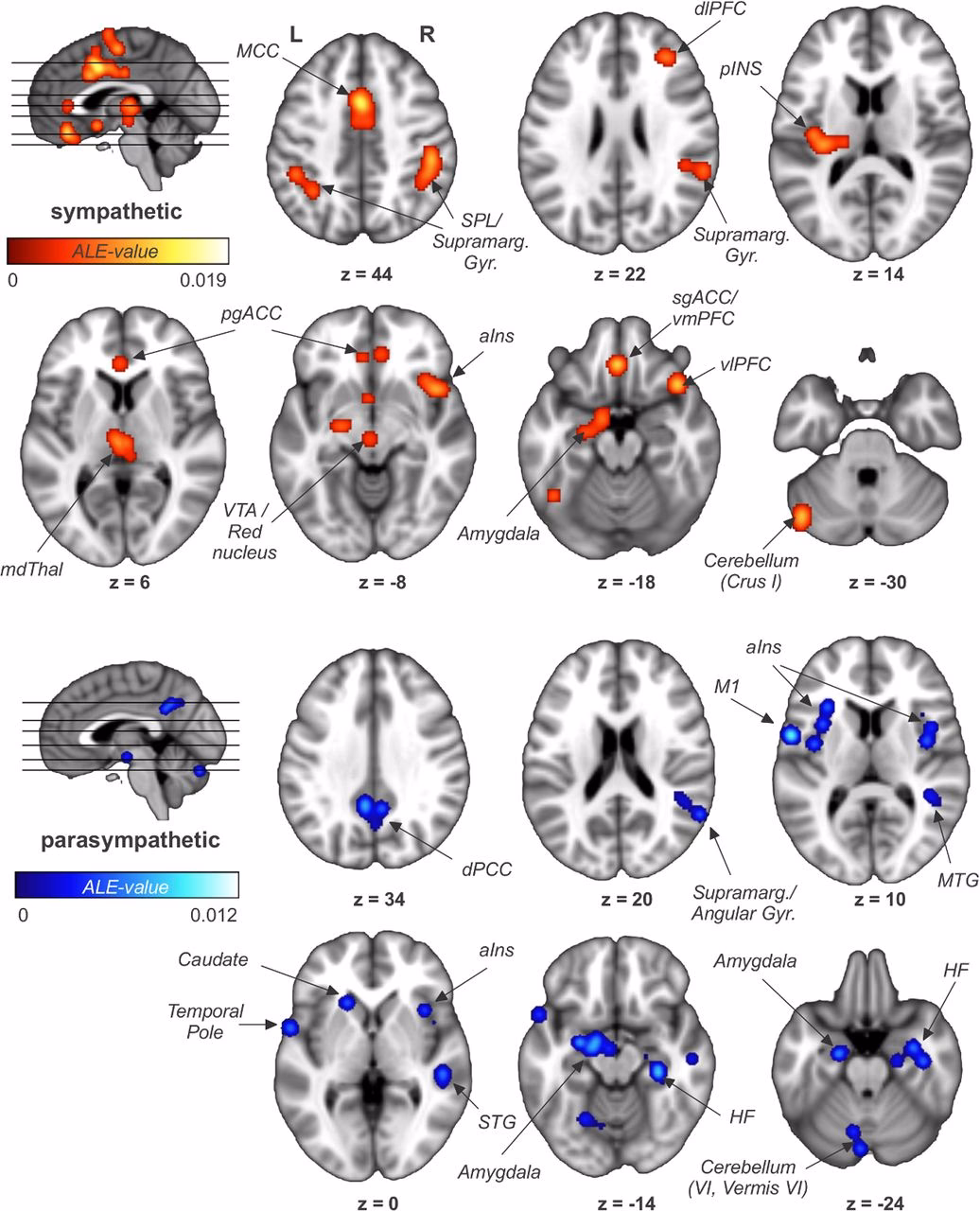 What is AR gene abbreviation?