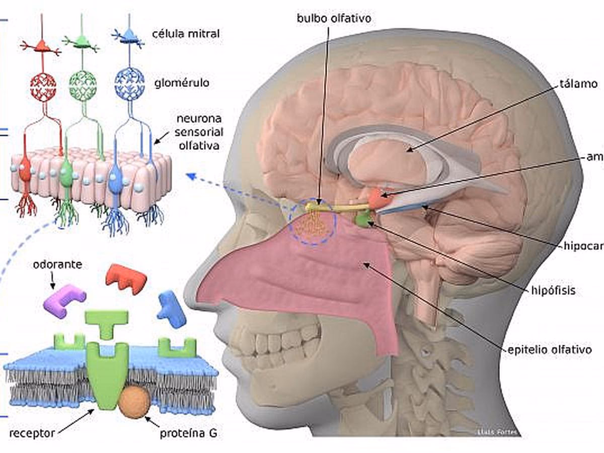 ¿Cómo funciona la aromaterapia en el sistema olfativo?
