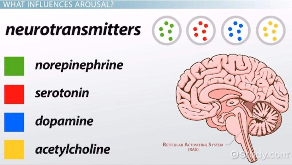 What happens in the brain during arousal?