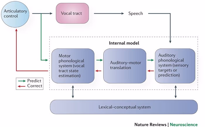 What is the articulatory phonetics theory?