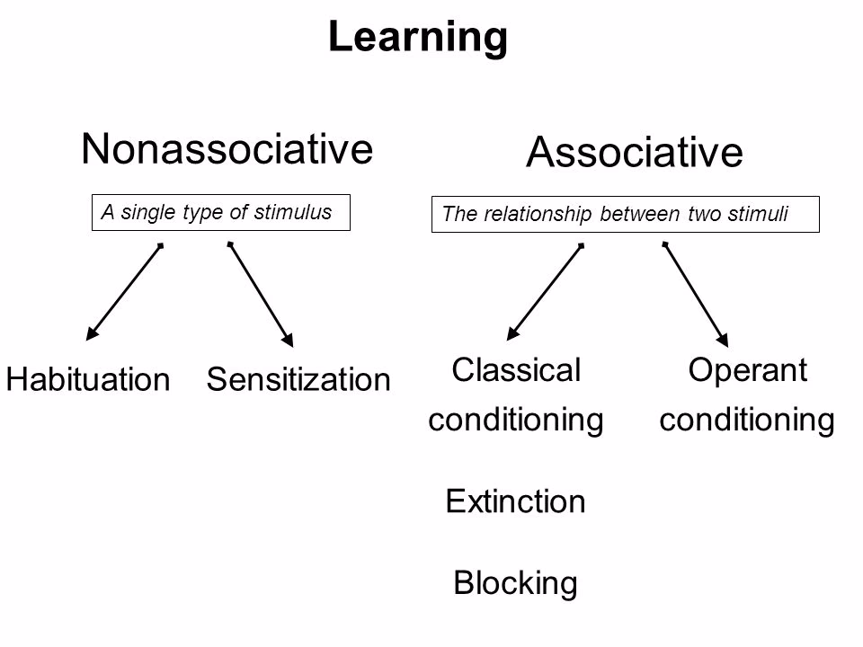 What is associative and non-associative learning?