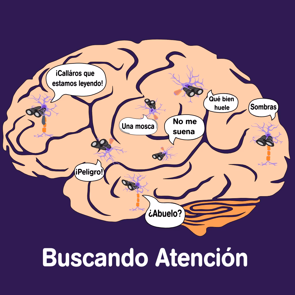 ¿Qué es la atención en neurociencia?