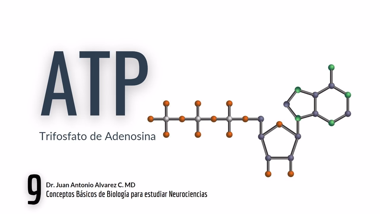 ¿Qué es ATP en neurología?