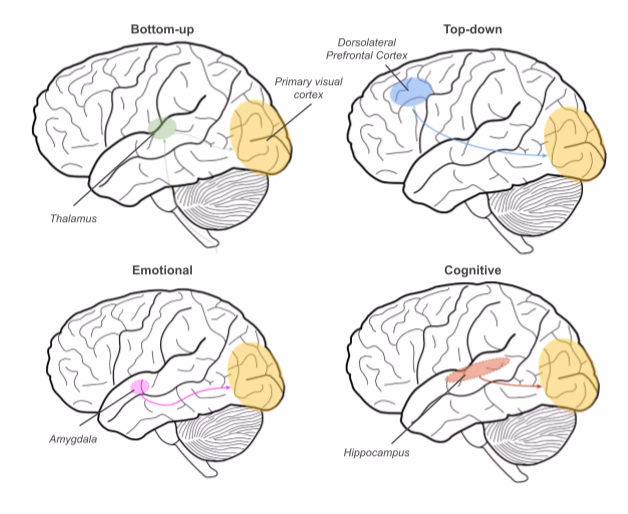 What is attention in medical terms?
