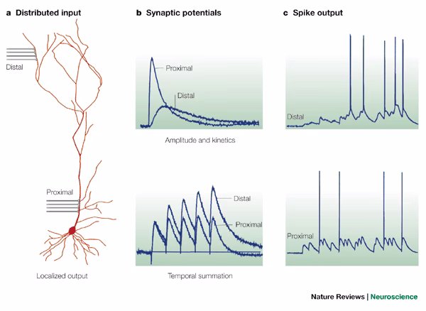 What does attenuation mean in MRI?