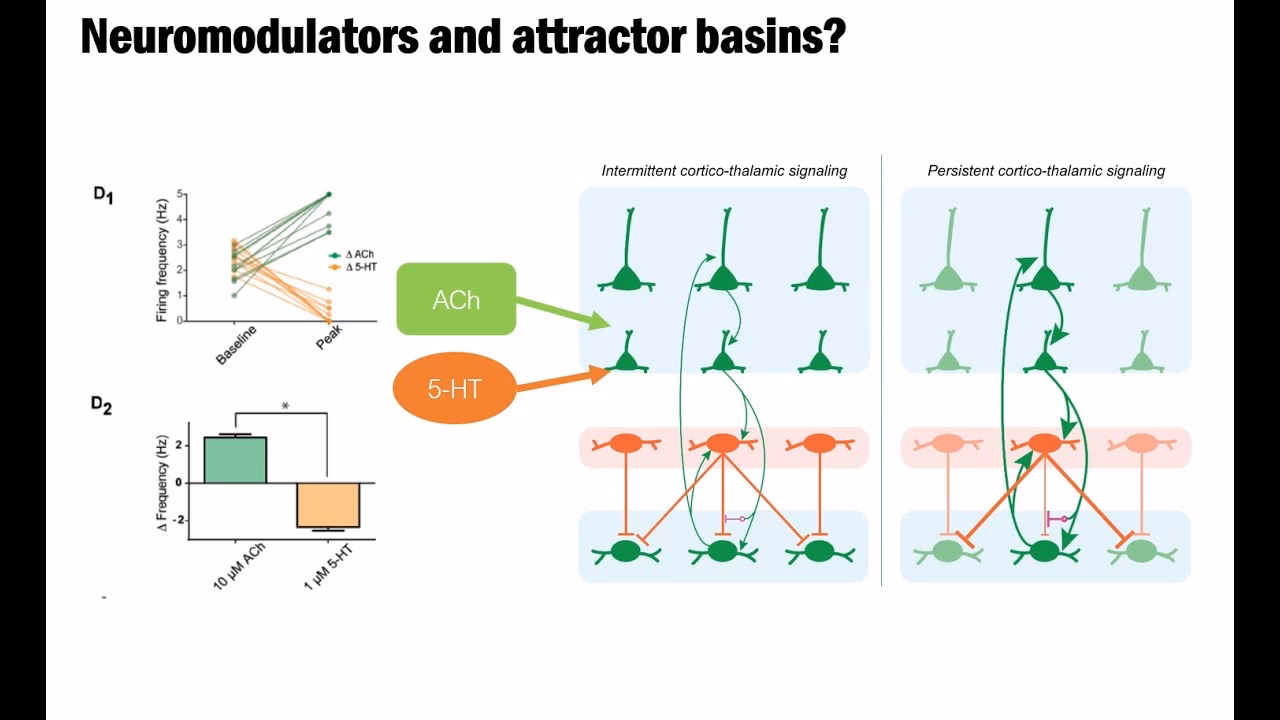 What are attractor dynamics in the brain?
