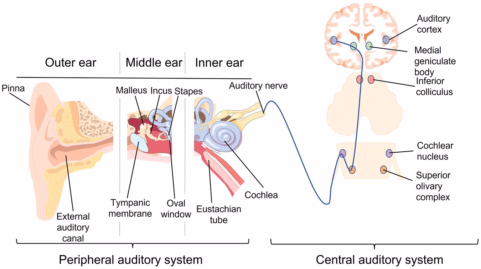 What is the role of the auditory Centre in the brain?