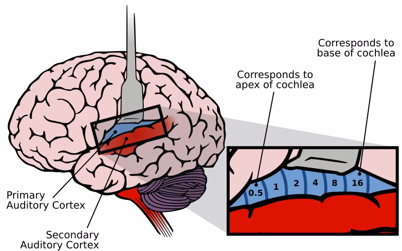 What is the auditory pathway of the neuro?