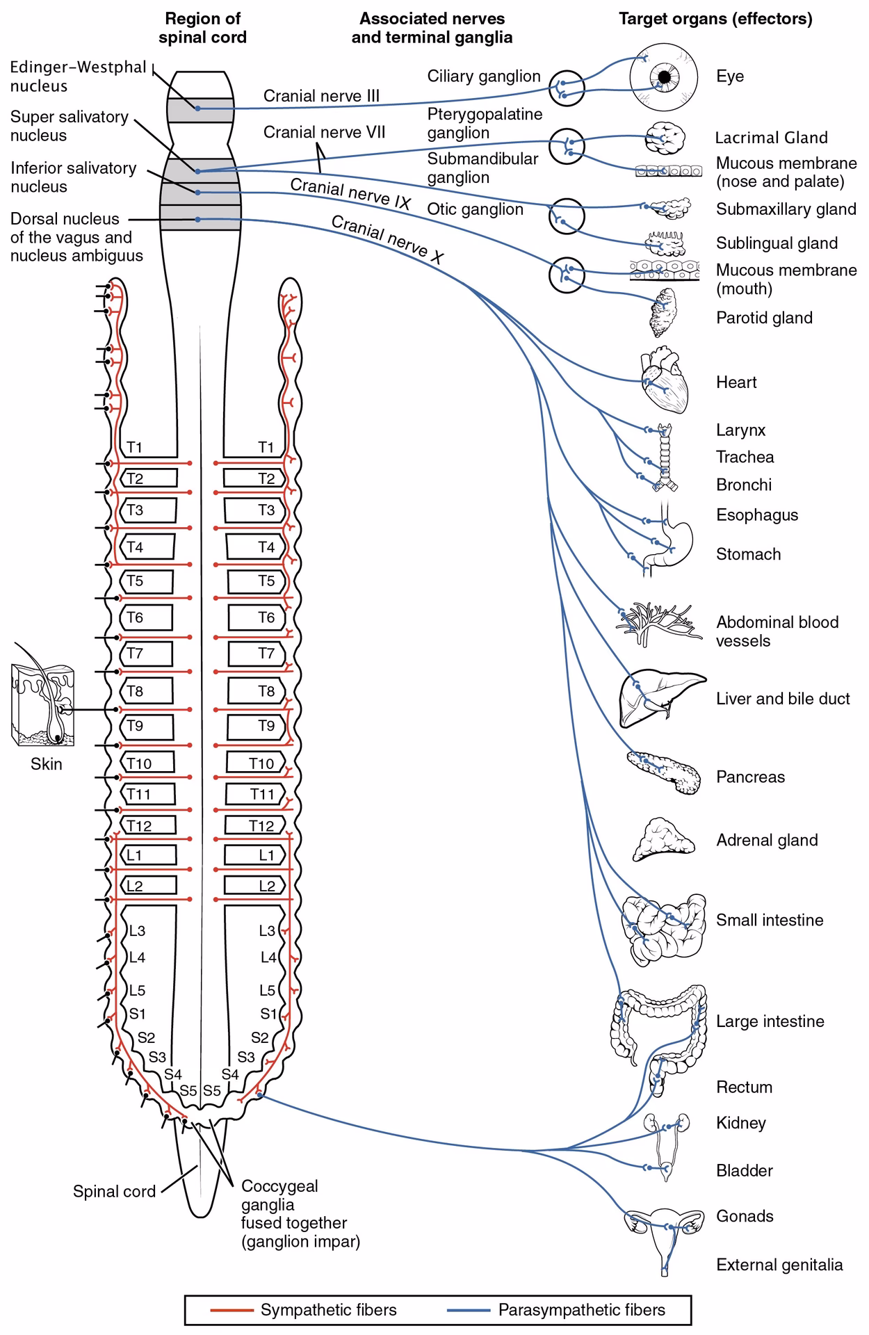 What part of the brain controls the autonomic nervous system?