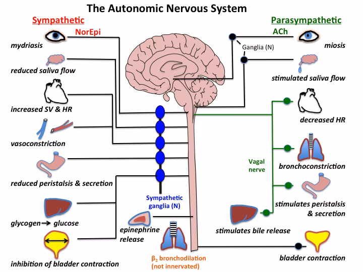 What is the abbreviation for the autonomic nervous system?