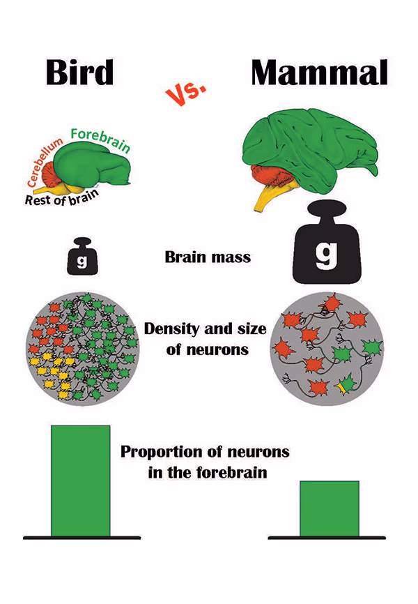 What college has the best ornithology program?