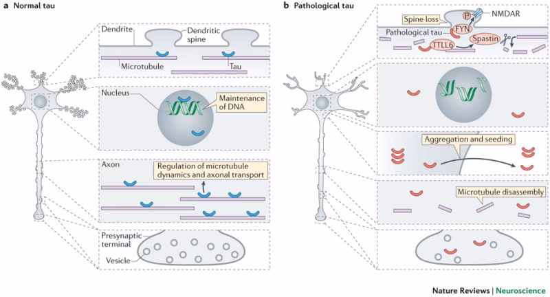 What is the tau in the axon?